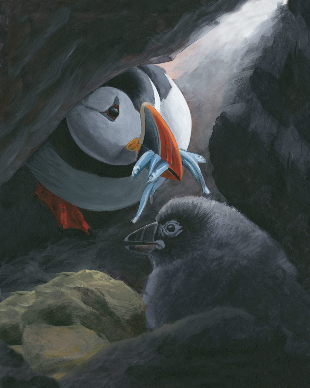 Atlantic Puffin print – Sibley Guides